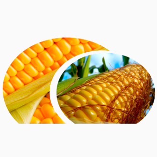 Акція на насіння кукурудзи! Гібриди Гран 220, Гран 310, Гран5, Амарок, ВН 63, ВН 6763