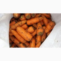 Продам морковь Абако II сорт