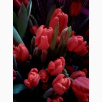 Продам тюльпаны цветущие красные