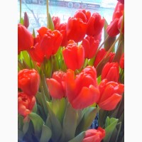 Продам тюльпаны цветущие красные