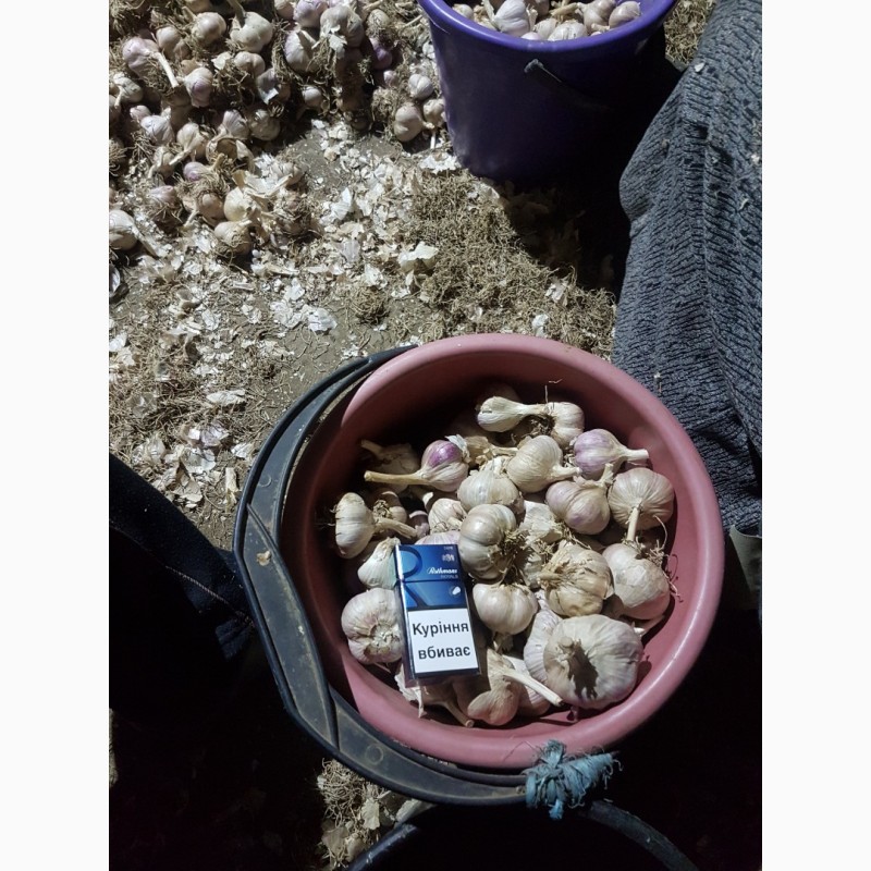 Фото 7. Продам чеснок, семена; Любаша и Харьковский фиолетовый