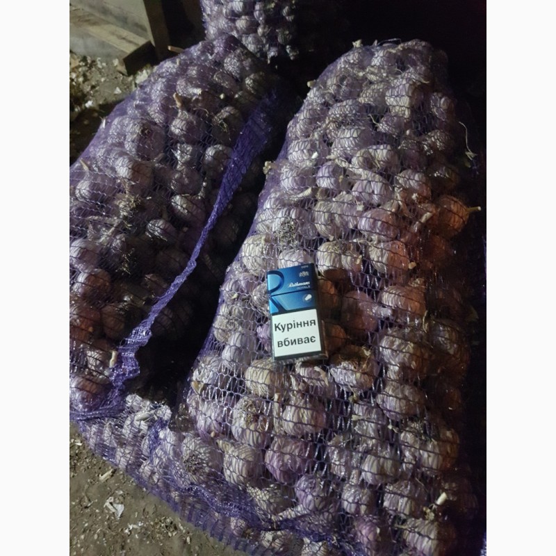 Фото 8. Продам чеснок, семена; Любаша и Харьковский фиолетовый