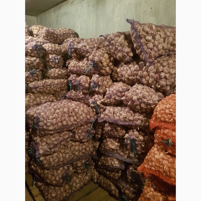 Фото 9. Продам чеснок, семена; Любаша и Харьковский фиолетовый