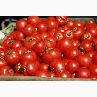Купить в больших объемах помидоры