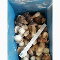 Продам карпатські білі гриби