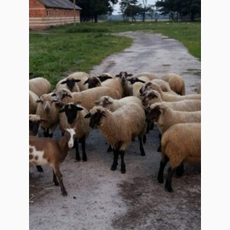 Барани, вівці, ягнята, овцы соффолк. Продаж баранів, овець, ягнят