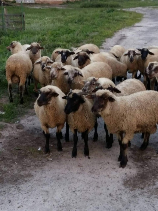 Фото 2. Барани, вівці, ягнята, овцы соффолк. Продаж баранів, овець, ягнят