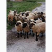 Барани, вівці, ягнята, овцы соффолк. Продаж баранів, овець, ягнят