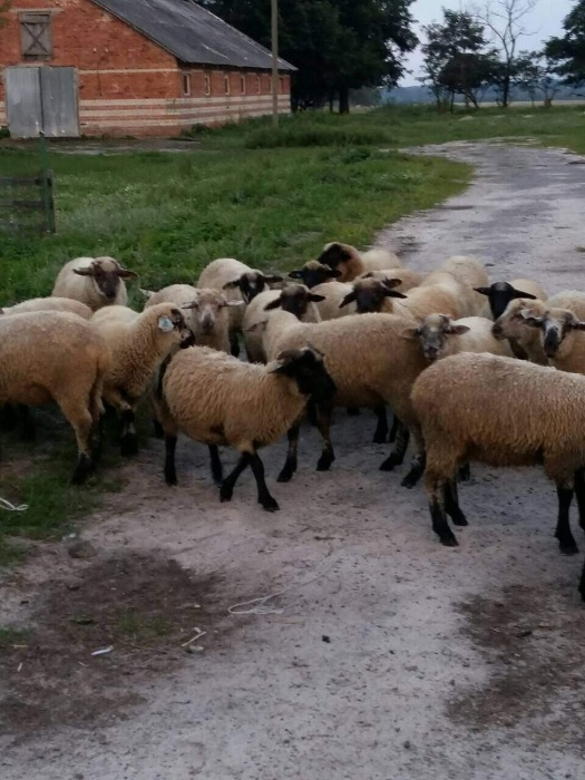 Фото 3. Барани, вівці, ягнята, овцы соффолк. Продаж баранів, овець, ягнят