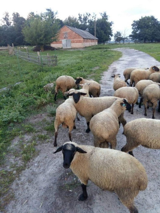 Фото 4. Барани, вівці, ягнята, овцы соффолк. Продаж баранів, овець, ягнят