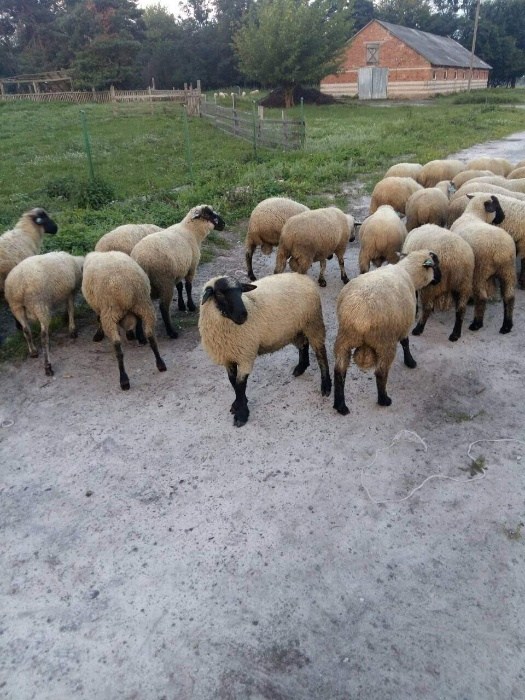 Фото 5. Барани, вівці, ягнята, овцы соффолк. Продаж баранів, овець, ягнят