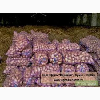 Продажа товарного картофеля Начали копать товарный картофель Белароза и Гренада