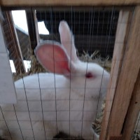 Кролик термонтский белый