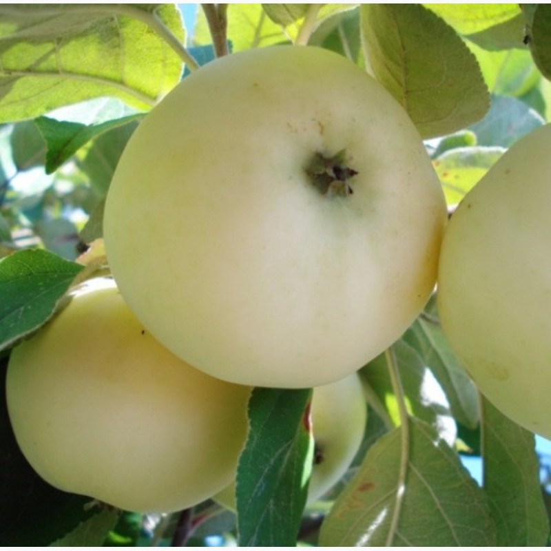 Фото 2. Продам саженцы яблони, груши, айвы