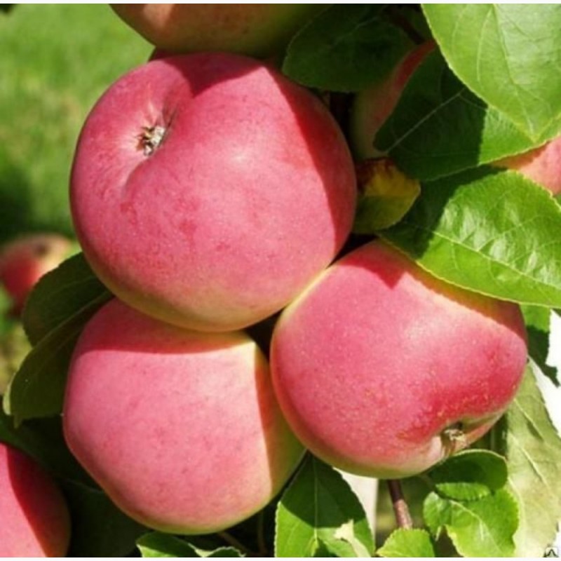 Фото 3. Продам саженцы яблони, груши, айвы