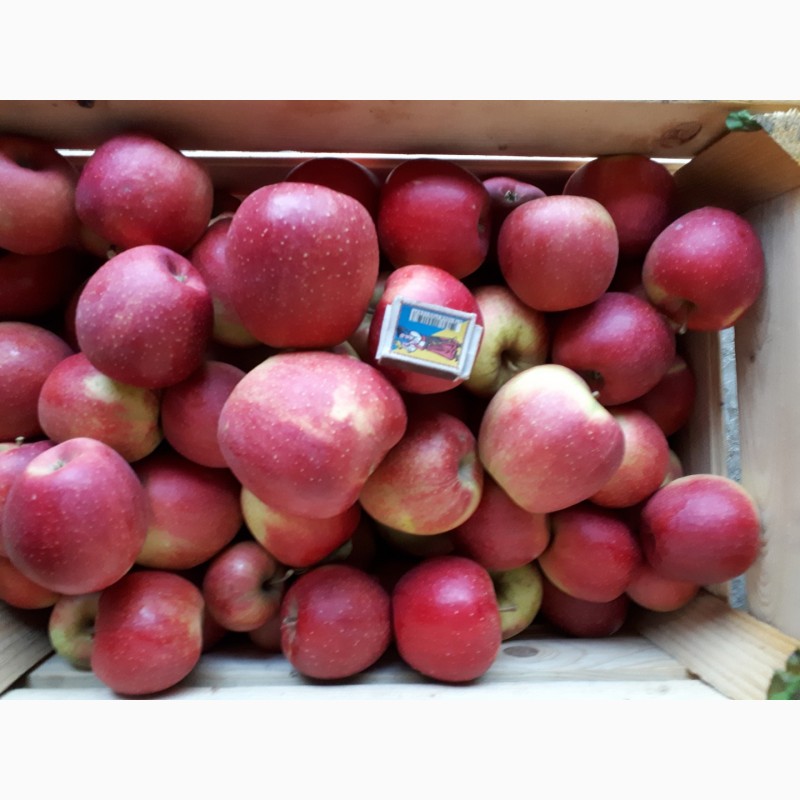 Фото 3. Продам яблука сорт Чемпіон та Голден. Урожай 2018