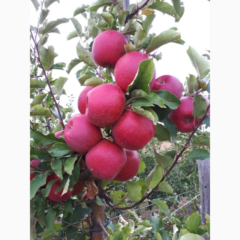 Фото 4. Продам яблука сорт Чемпіон та Голден. Урожай 2018