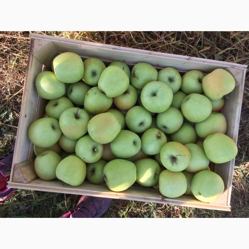 Фото 2. Продам яблука сорт Чемпіон та Голден. Урожай 2018