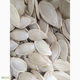 Продам семена тыквы товарной на экспорт сорта- Украинская многоплодная фасоль чечевица