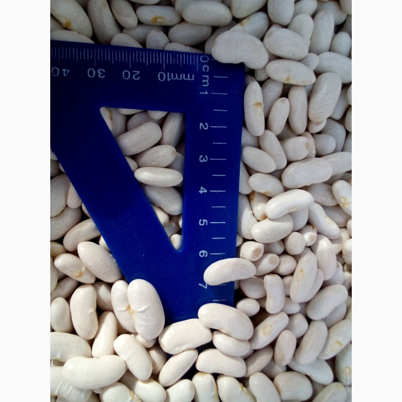 Фото 2. Продам семена тыквы товарной на экспорт сорта- Украинская многоплодная фасоль чечевица