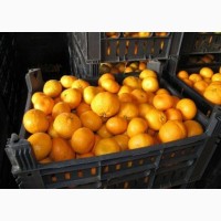 Продам мандарины грузинские и климинтинка