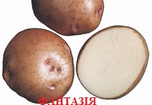 Фото 2. Продам семенной картофель разных сортов