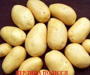 Фото 3. Продам семенной картофель разных сортов