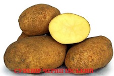 Фото 5. Продам семенной картофель разных сортов