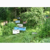 Продам пчелопакеты в Киеве