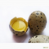 Перепилиные яйца