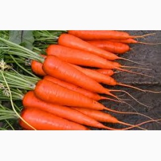 Продам морковь раннюю оптом