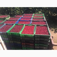 Продаємо кісточкові фрукти з саду по сезону дозрівання Врожай 2023 року