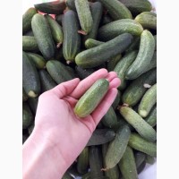 Огірки домашні 7-10 см