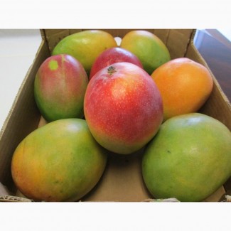 Fresh mangoes