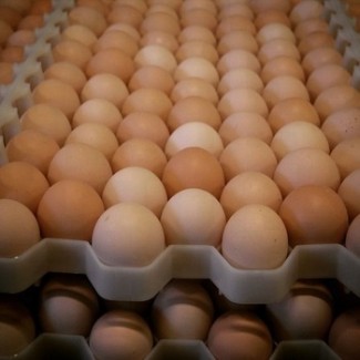 Selling Marketable Table Eggs