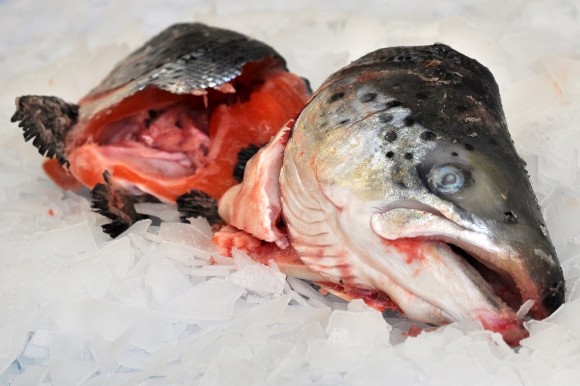 Фото 2. Selling Salmon Head