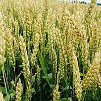 Семена озимой пшеницы КУБУС KWS 1р. Эл