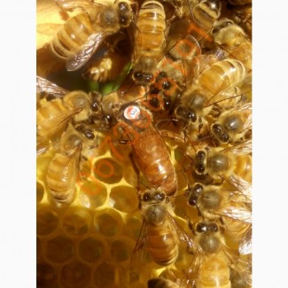 Продам бджоломатки 2022р інструментального запліднення (ІО/ШЗ)