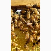 Продам бджоломатки 2022р інструментального запліднення (ІО/ШЗ)