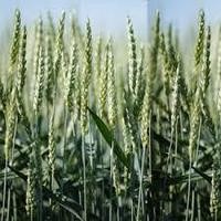 Насіння твердої ярої пшениці МІП Райдужна Еліта за ціною 1-ї репродуції