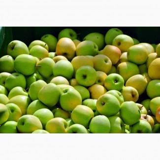 Купимо для переробки яблука