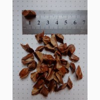 Семена Таксодиум двухрядный (болотный кипарис) (20шт-15 грн)