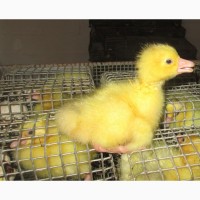 Продам инкубационное яйцо, суточный молодняк гусей