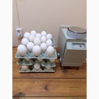 Продам инкубационное яйцо, суточный молодняк гусей