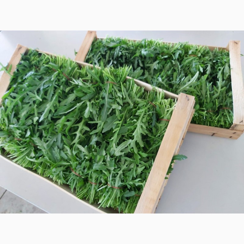 Фото 4. Продам листовые салаты и зелень (Италия)