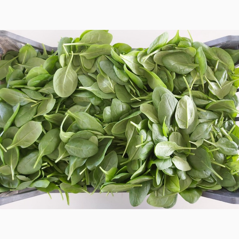 Фото 5. Продам листовые салаты и зелень (Италия)