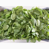 Продам листовые салаты и зелень (Италия)