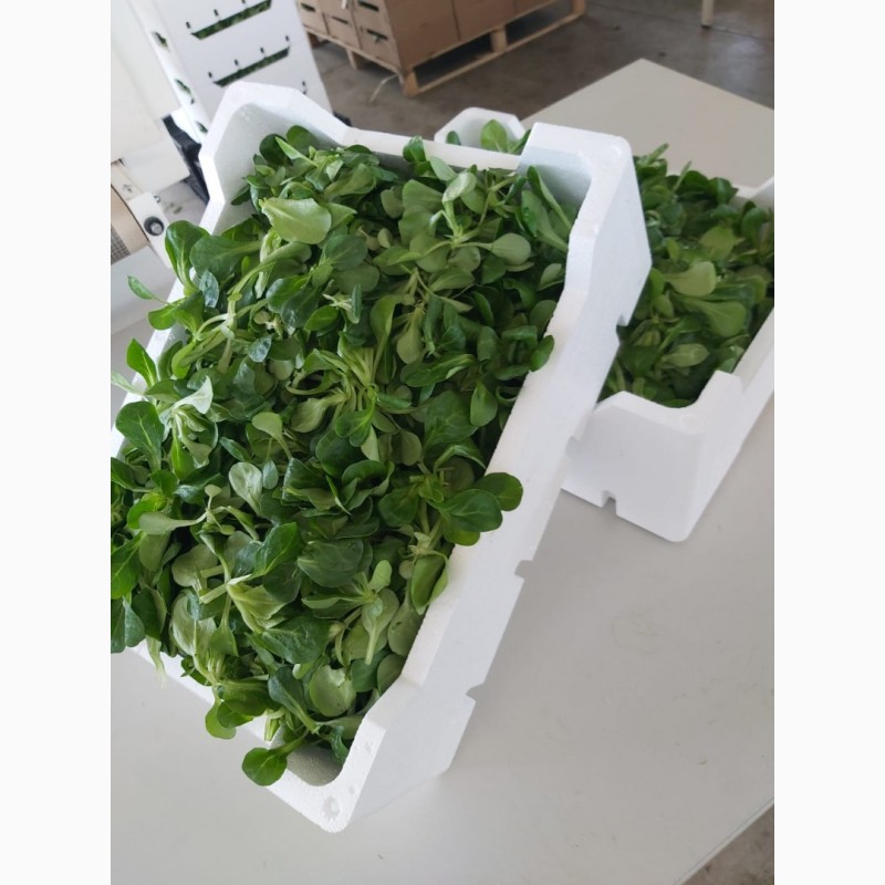 Фото 8. Продам листовые салаты и зелень (Италия)