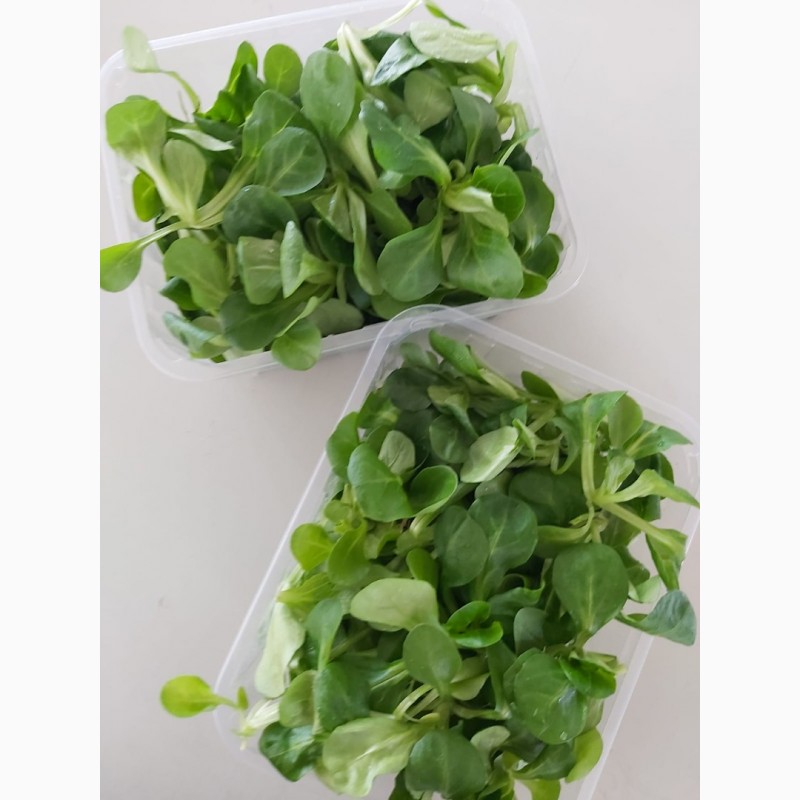 Фото 9. Продам листовые салаты и зелень (Италия)