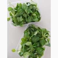 Продам листовые салаты и зелень (Италия)